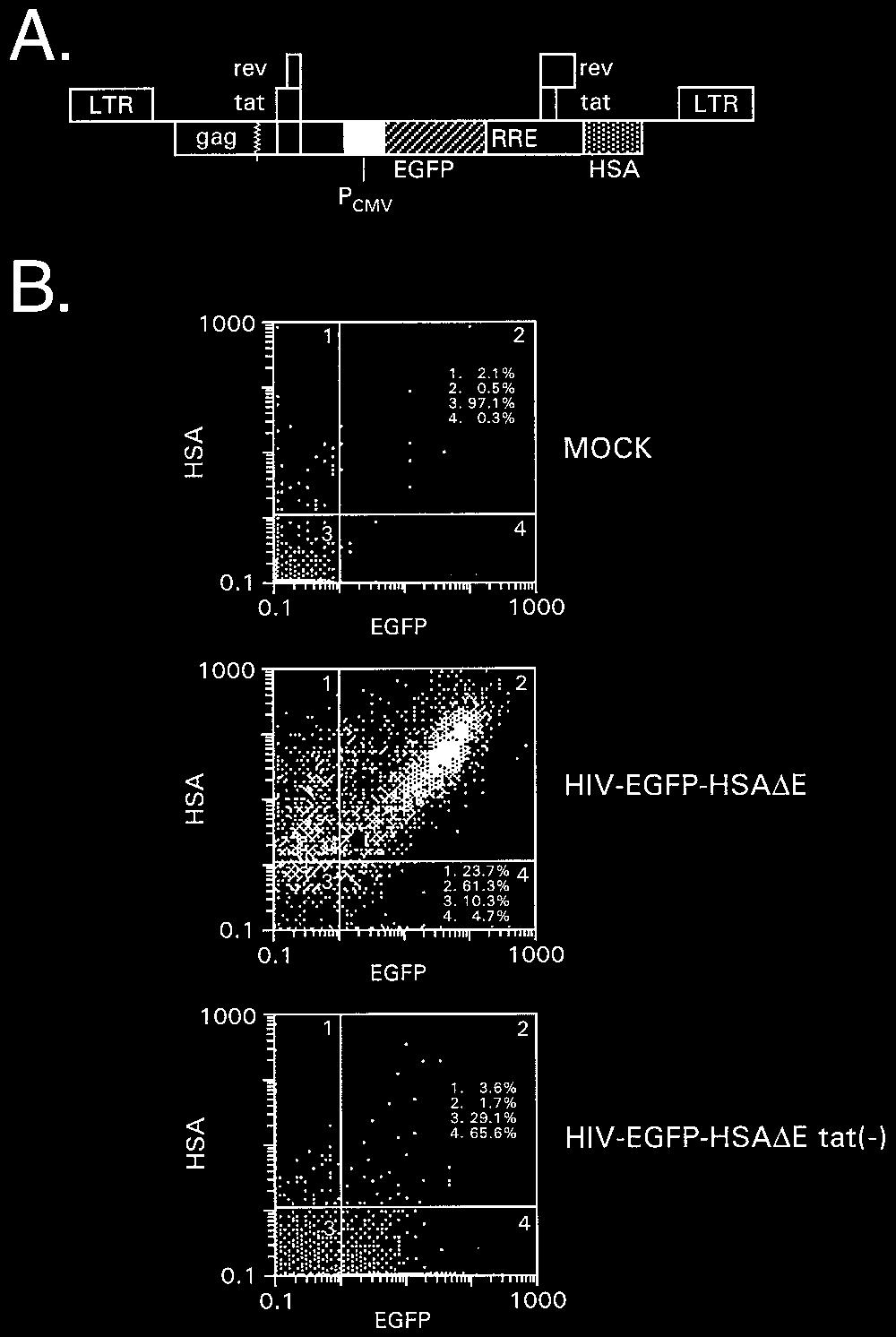 VOL. 74, 2000 MULTIGENE HIV-1 VECTORS 10593 FIG. 4. Analysis of HOS cells and contact-inhibited primary HSFs following transduction with Tat-dependent double-gene vectors. (A) Vector construct.