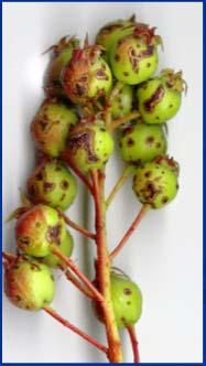 splashed onto fruit symptoms: brown spots (1-3 mm) yellow halo -> leaf