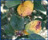 leaves retained fruit primary infection: conidiospores are splashed onto