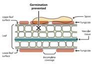 inhibits germination of the spore the growth of the germ tube the penetration into the plant growth of the inter and