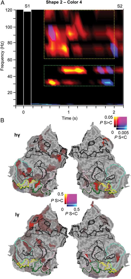 Gamma Oscillations Reflect Working Memory Contents Honkanen et al.