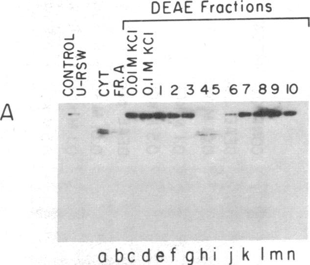 No such activity is present in the corresponding fraction from uninfected cell RSW (lane b). Poliovirus Protease (Peptide 3C) Does Not Copurify with p22 Cleavage Activity.