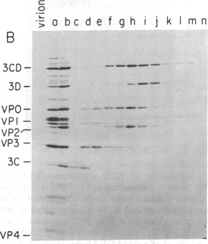 At the same time, samples were analyzed for the presence of poliovirus-specific polypeptides that were specifically radiolabeled during infection prior to preparation of the RSW.