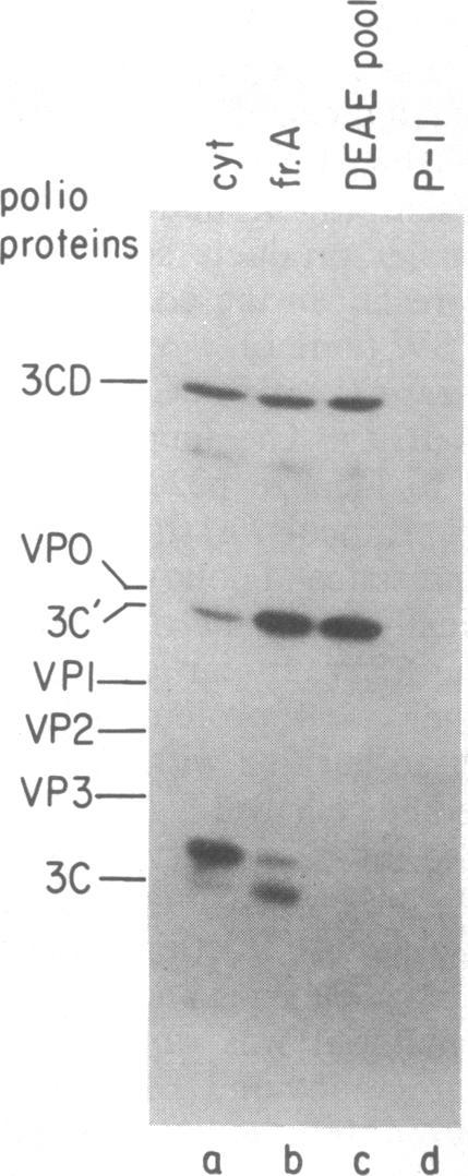 Fractions were 3 p4 of RSW from uninfected cells (lane a), 2 ja of pooled DEAE fractions incubated alone (lane b) or with RSW (lane f), P-11 flowthrough incubated alone (lane c) or with RSW (lane g),