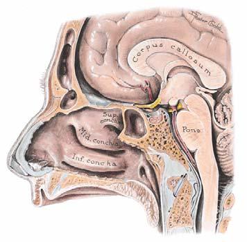 View 8 The Cartilagenous Auditory Tube Opens into the Nasopharynx (air can exchange between