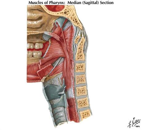 Tensor veli palatini muscle Hamulus Pterygomandibular raphe Cartilagenous auditory tube