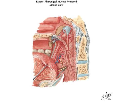 pharyngeal constrictor muscle Nasopharynx (space above the st palate) St palate 9 Fig. 7.