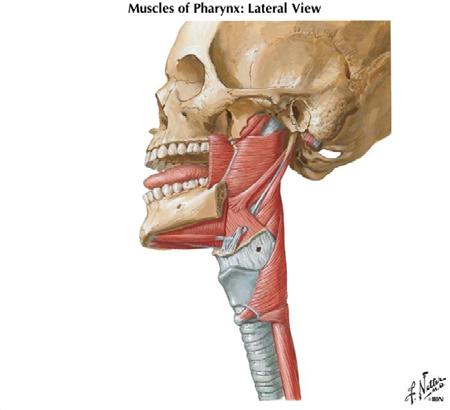 muscle Levator veli palatini muscle Salpingopharyngeus muscle Superior pharyngeal constrictor