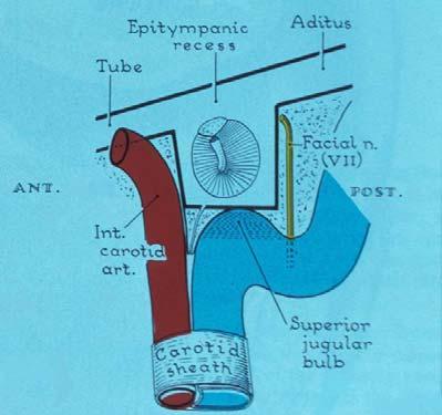 (Eardrum) Figure 7.71A, page 706 Inferior 27 Anterior Similar to: Grant s Atlas, 28 12 th ed. Figure 7.72A, p.