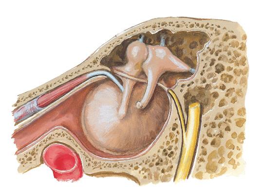 epitympanum) Tensor tympani muscle Bony auditory tube Tympanic canaliculus Mastoid air cells Bony