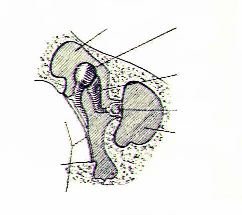 75D, page 711 31 32 Epitympanic recess (attic) Medial Wall Middle Ear Cavity (Inside the cavity looking