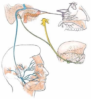 nerve Geniculate ganglion Auriculotemporal nerve Tympanic nerve (branch glossopharyngeal) (before genu) (after genu)