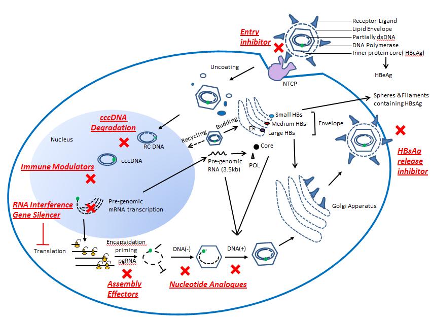 HBV Life cycle Towards New HBV Treatment Targets Myrcludex-B Cyclosporin Interferon-α LTβR ZFNs Pegylated-Lambda TLR-7 agonist RNAi ASO