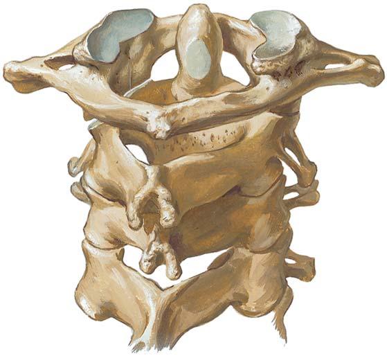 Cervical Spine, Posterior View Dens Facet on atlas for articulation with occipital condyle Posterior arch of atlas Lamina of axis Zygapophyseal joint Bifid spinous process Posterior view of
