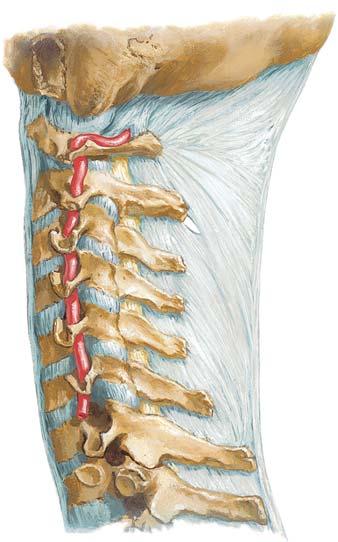 Vertebral Artery, Neck Posterior arch of atlas (C1) Vertebral artery C5 transverse process Lateral view of the cervical spine and vertebral artery (Atlas of Human Anatomy, 5th edition,