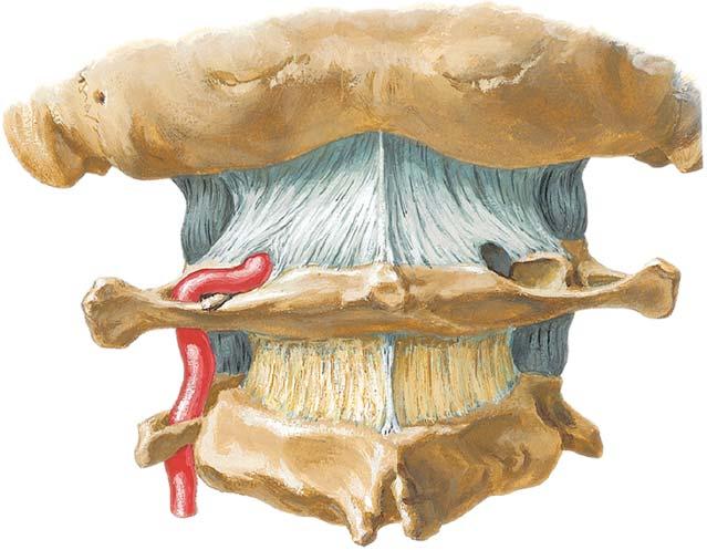 Vertebral Artery, Atlas Mastoid process Posterior atlantooccipital membrane Transverse process of atlas (C1) Posterior tubercle of atlas Vertebral artery Vertebral artery on the posterior arch of the