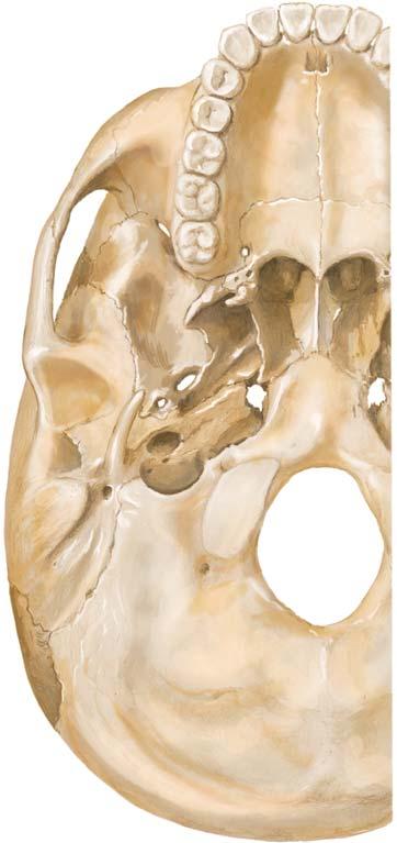 Skull, Basal View Incisive foramen Choanae Foramen ovale Foramen lacerum Foramen spinosum Carotid canal Jugular fossa Mastoid process Inferior view of the skull showing foramina (Atlas of Human