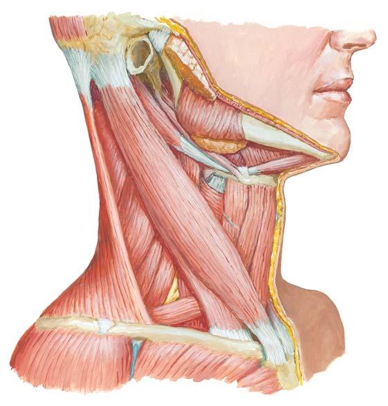 Neck Muscles, Lateral View Masseter muscle Mylohyoid muscle Digastric muscle (anterior belly) Hyoid bone Sternocleidomastoid muscle Sternohyoid muscle Posterior Middle Anterior Scalene muscles