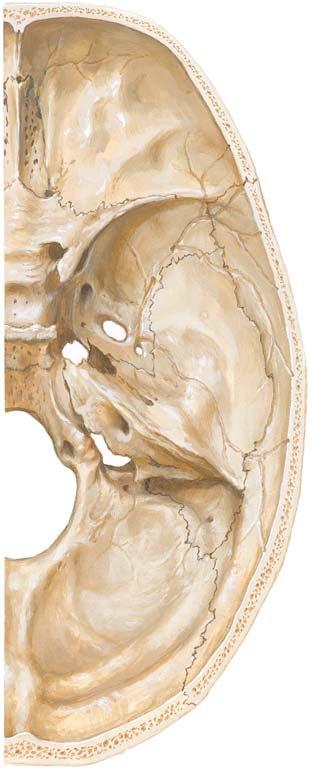 Skull, Interior View Cribriform plate Hypophyseal fossa within the sella turcica Groove for middle meningeal artery Foramen ovale Foramen spinosum Foramen lacerum Internal acoustic meatus Interior of