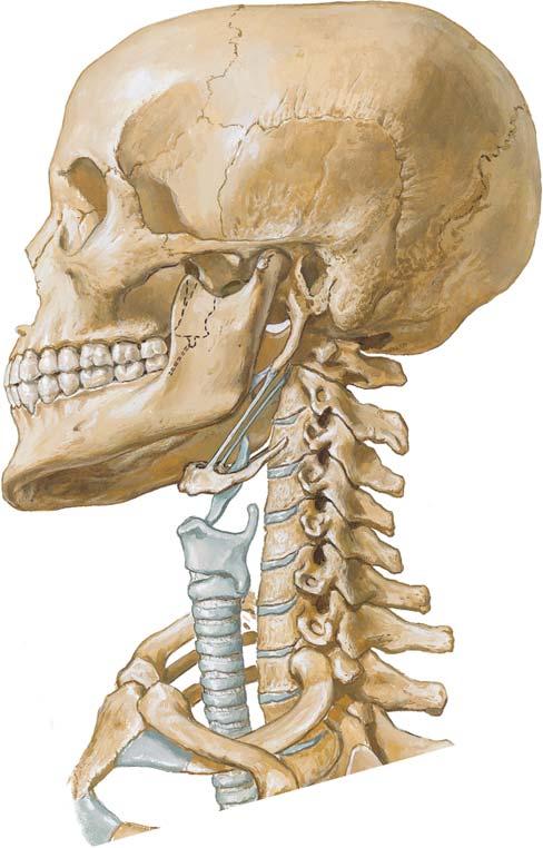 Upper Neck, Lower Head Osteology External acoustic meatus Styloid process Mental foramen Stylohyoid ligament Hyoid bone Lateral view of the skeletal elements of the head and neck (Atlas