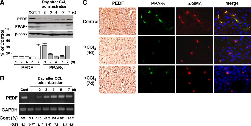 PEDF Prevents Liver Cirrhosis 1803 Figure 2. Time-course analysis of liver PEDF and PPAR protein expression levels in mice treated with CCl 4.