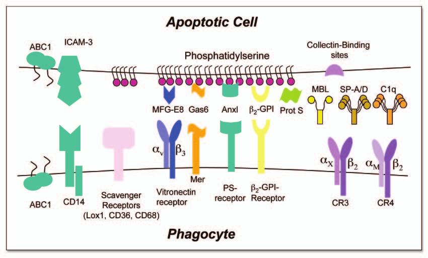 Figure 6. Clearence of apoptotic cells by phagocyte. See text for details. and Bcl-Xl in response to cell death stimuli has been challenged by a recent study.
