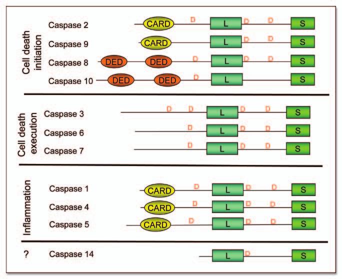 Figure 2. Classification of mammalian apoptotic caspases. See text for details. instead of apoptosis. (2) Apoptotic initiator caspases.