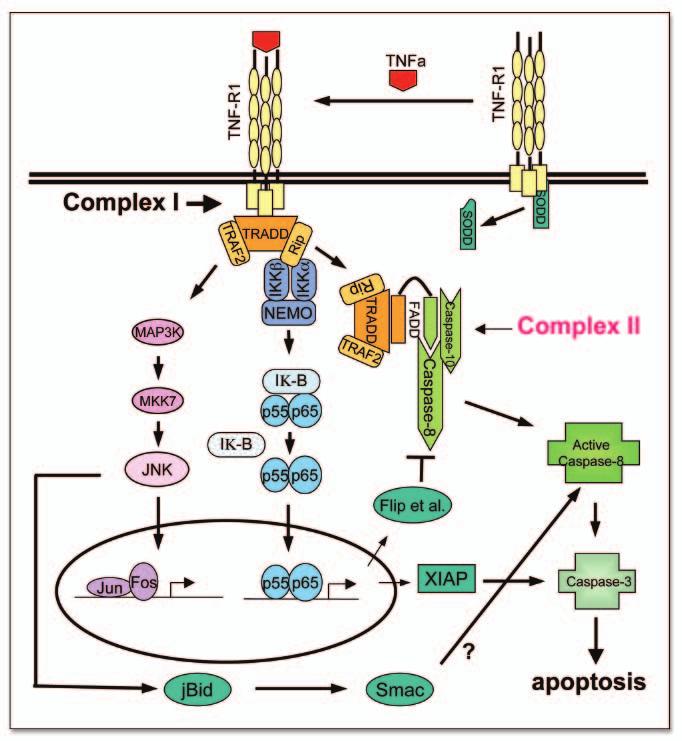 Figure 3. TNF signaling pathway (extrinsic pathway). See text for details. inactivated by AKT through phosphorylation.
