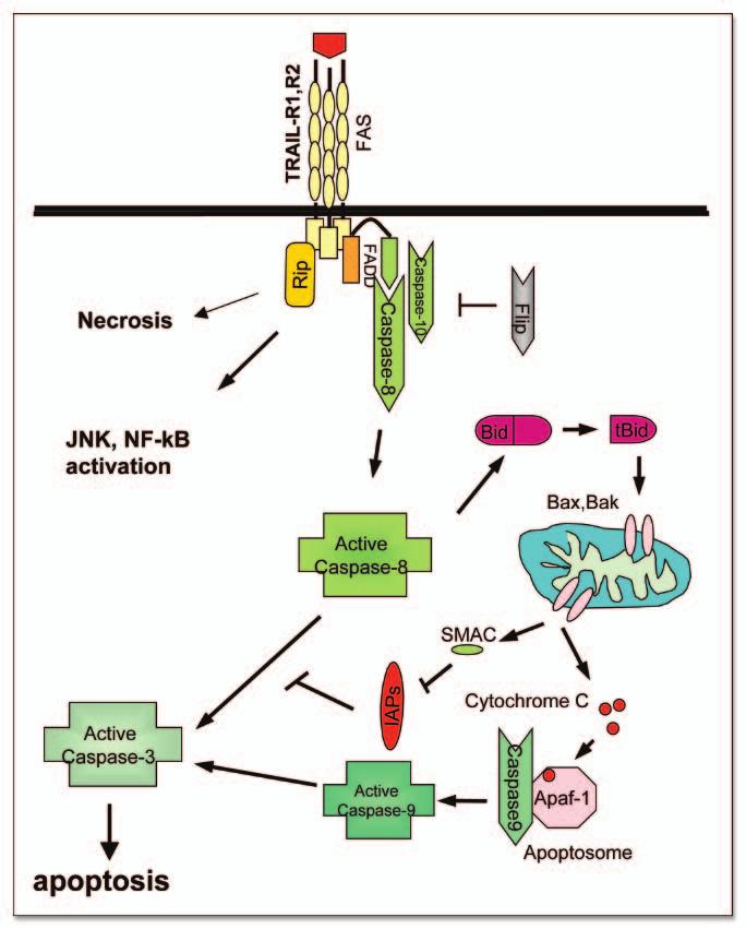 Figure 4. FAS and TRAIL signaling pathway (extrinsic pathway). See text for details. death effector domain, known as the CARD (caspase recruitment domain).