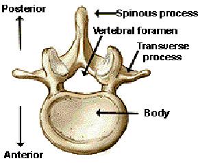The Spinal Cord continues from the medulla oblongata