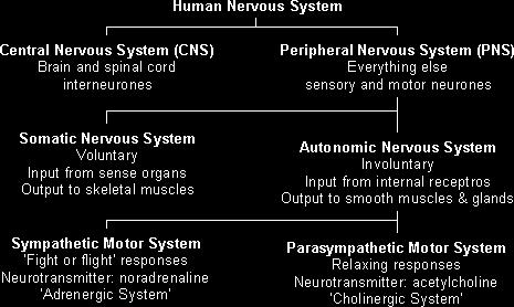 PNS parasympathetic: the network of nerves that counteract the sympathetic nervous system to slow down heart rate and relax muscles (2) somatic nervous