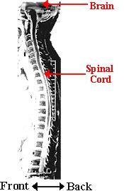 Spinal Cord Long nerve