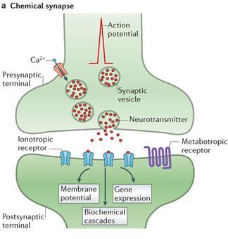 CHEMICAL SYNAPSES Chemical synapses have a narrow gap called the synaptic cleft which separates the sending neuron from the receiving neuron The electrical signal of the action potential is converted