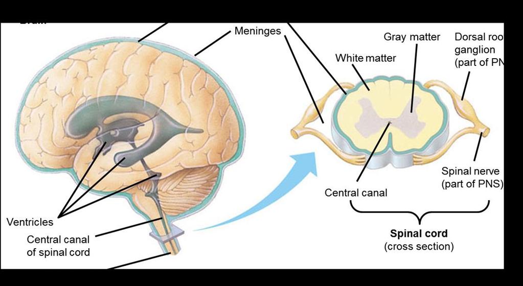 COMPONENTS OF THE CNS Both the brain and the spinal cord have fluid-filled spaces Ventricles in the brain are continuous with the narrow canal of the spinal cord These