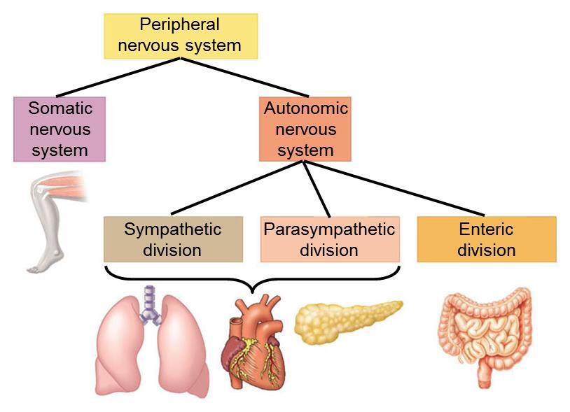 28.12 THE PERIPHERAL NERVOUS SYSTEM OF VERTEBRATES IS A FUNCTIONAL HIERARCHY The PNS can be divided into two functional components The somatic nervous system and the autonomic nervous system The