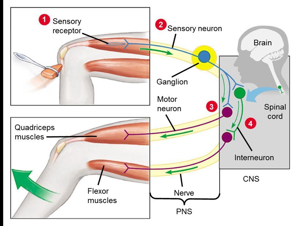 THREE FUNCTIONAL TYPES OF NEURONS Sensory Neurons: convey signals (information) from sensory receptors into the CNS Interneurons: Located entirely in