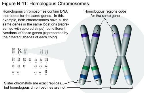 Genes at corresponding locations do not have to be different; when they are different, it s called