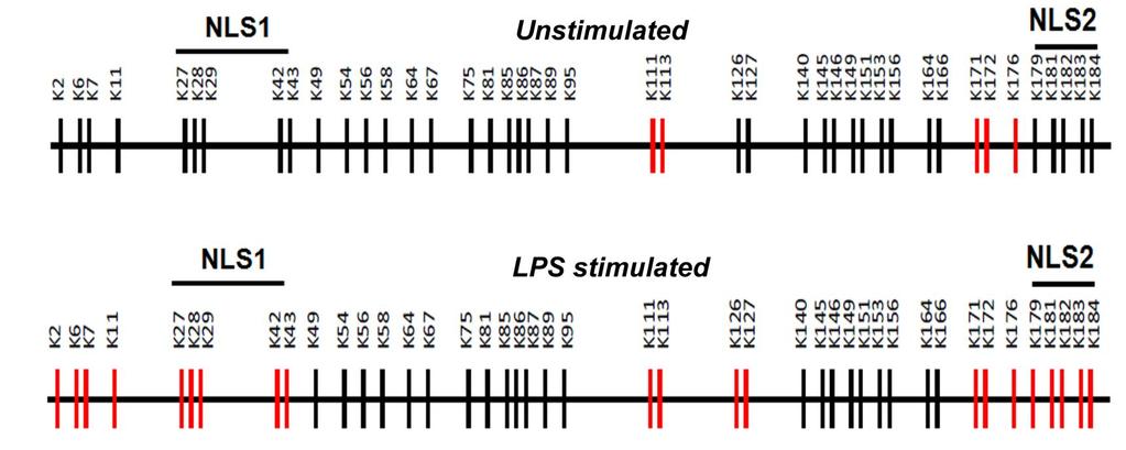 Supplementary Fig. 13. THP-1 cells were stimulated with LPS for 3 h.