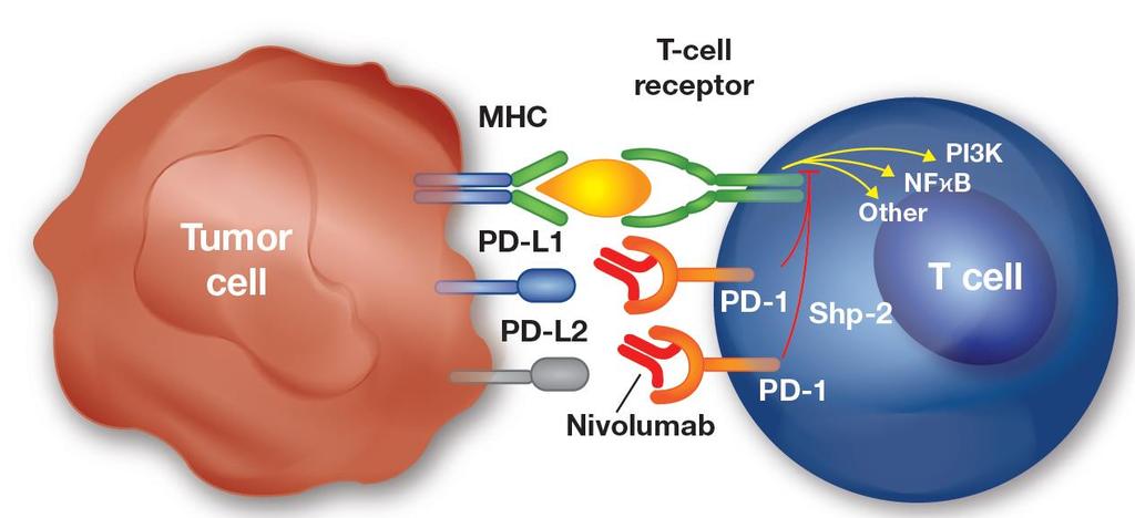 Nivolumab for Classical Hodgkin Lymphoma Patients with chl show overexpression of PD-L1 and PD-L2 1 (programmed cell death protein) Nivolumab is a fully human immunoglobulin G4 monoclonal antibody