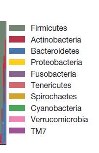 Lower Gastrointestinal Microbiota in Health and Irritable Bowel Syndrome : Characterisation and