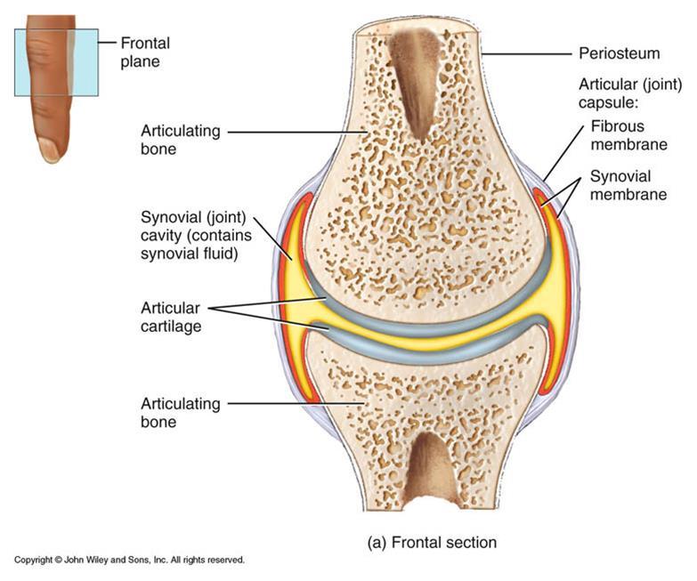 o Structure of synovial joint Articular cartilage Synovial fluid Intra articular discs Joint