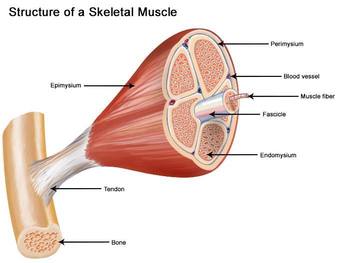 Skeletal muscles o o Skeletal muscles: consists of bundles of myocytes embedded in fine connective tissue containing nerves and blood vessels.