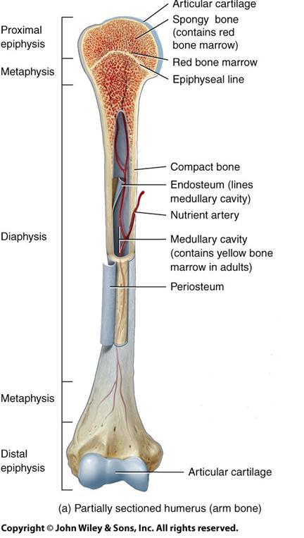 Bones o Types of bones: Short bones Irregular bones Flat bones