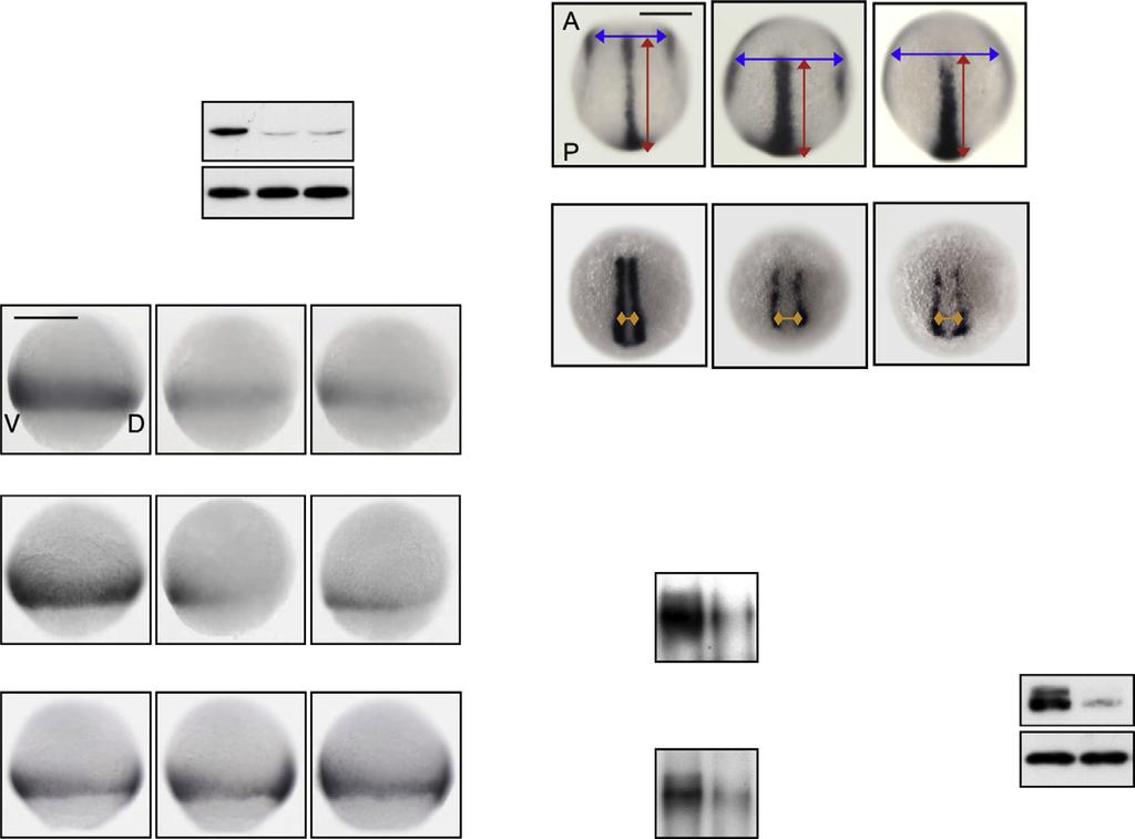 A C Figure 1. Hipk2 Is Required for Dvl-Mediated Early Embryonic Events in Zebrafish (A) Hipk2 is required for the stabilization of b-catenin in zebrafish. Zebrafish embryos were injected with MOs.