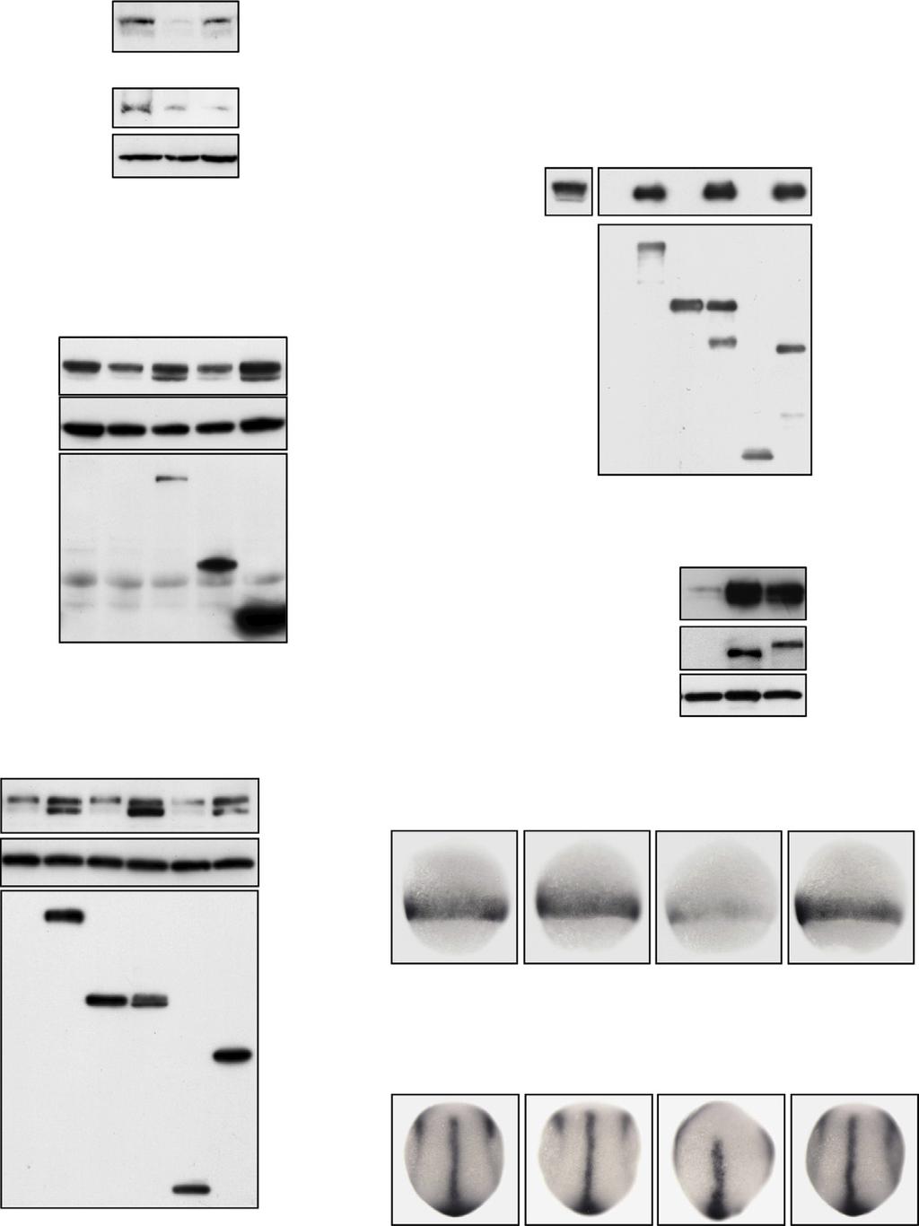 A D Figure 2. Hipk2 Regulates Dvl Stability in a Kinase Activity-Independent Manner in Mammalian Cells and Zebrafish (A) Hipk2 is required for endogenous Dvl stability in HeLa cells.