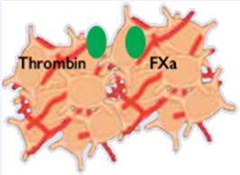Antithrombin Targets for antithrombotic drugs Anticoagulant drugs Rivaroxaban Fondaparinux LMWH UFH Bivalirudin PAR-1 receptor Soluble mediators (ADP, TXA 2, Ca++, serotonin) GPb/a receptor Factor Xa