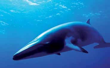 Baleen Whales Mercury in Baleen Whales There are 15 species of baleen whales (Mysticeti); they are distributed worldwide from the smallest species, the pygmy right whale, to the largest, the blue