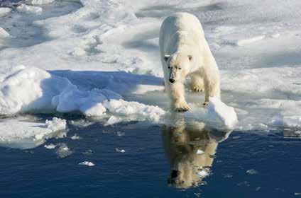 Polar Bears Polar Bears, Sea Ice, and Mercury Exposure Perhaps the most charismatic of Arctic wildlife, polar bears live most of their lives on sea ice, hunting pinnipeds and marine mammals.