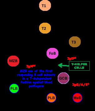 2) What are the main stages of B cell development and activation in the spleen? How is this affected by T-cell help?