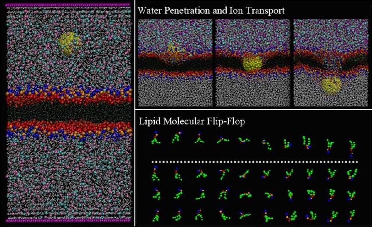 pubs.acs.org/langmuir Nanoparticle Permeation Induces Water Penetration, Ion Transport, and Lipid Flip-Flop Bo Song, Huajun Yuan, Sydney V. Pham, Cynthia J.